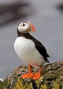 Papageitaucher - Atlantic Puffin  (Fratercula arctica)
